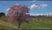 8K一本桜 Single cherry tree in Hokkaido
