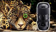 Sigma 100-400mm DG DN Lens Review - SUPER ZOOM Lens for Sony Cameras!
