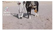 #Mashallah #GameRaj | Hirzai Horse Breed