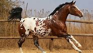 Appaloosa Horse Breed Information, History, Videos, Pictures