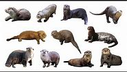 🦦 Types Of Otter | Otter Species #otters