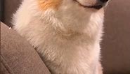 Smiling Corgi Dog Meme