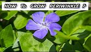 Growing Vinca - How to Plant Periwinkle