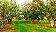Apple Picking in New Jersey: The 11 Best Orchards and Farms