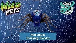 Wild Pets Spider by Moose Toys