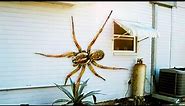 The Biggest Spider in the World - Huntsman Spider
