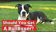 All about the Pitbull Boxer mix (Bullboxer) | Should you get a BullBoxer?