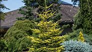 Picea orientalis 'Firefly' Dwarf Golden Oriental Spruce