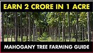 MAHOGANY TREE FARMING / MAHOGANY TREE CULTIVATION