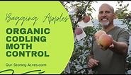 Organic Codling Moth Control - Bagging Apples