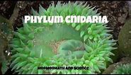 Phylum Cnidaria-Characteristics and Examples