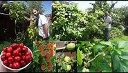 10 great fruits to grow in cold climates! | Permaculture | Food forest | Growing fruit