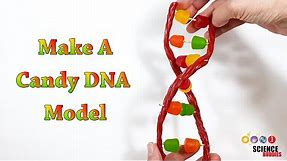 Make A Candy DNA Model! | STEM Activity
