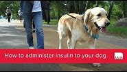 How to administer insulin to your dog