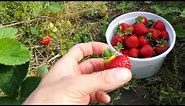 Fitch Farms - How to Pick Strawberries