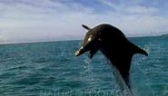 Bottlenose Dolphin Jumping Out Of Water In Slow Motion