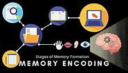 Memory Encoding - Types of Memory Encoding and Factors Negatively impacting Memory Encoding