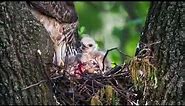 Red-tailed Hawk's nest - Week 2