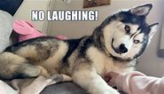 Supervisor Husky Doesn’t Like Me Laughing At Him!