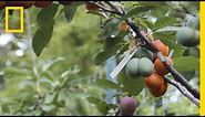 This Crazy Tree Grows 40 Kinds of Fruit | National Geographic