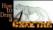 How to draw a Cheetah