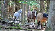 Horses Make the Best Forest Trails