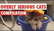 Overly Serious Cats Compilation 2016