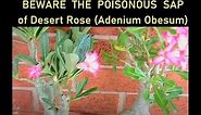 Poisonous Sap of Desert Rose: Symptoms from Mild to Life Threatening