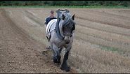 Horse plowing : the plow furrow must be straight