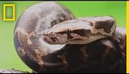 Pythons 101 | National Geographic