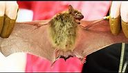 The Phenomenal Bat Traits You Never Knew