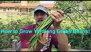 How to Grow Yardlong Beans! Green Beans that Grow Over a Foot Long!