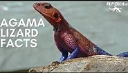 Fascinating Agama Lizard Facts