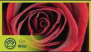 Rose - Queen of Flowers - Go Wild