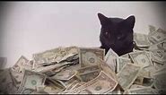 A Cat Rolling In Cash