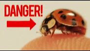 BADASS Facts About Ladybugs