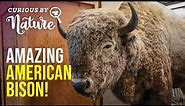 What's the Difference Between Bison and Buffalo? (Bison Day)