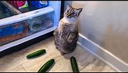 Funniest Cats 😹 - Don't try to hold back Laughter 😂 - Funny Cats Life
