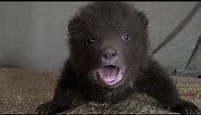 Cute Baby Bears rescue and release (piccoli Orsi salvati)