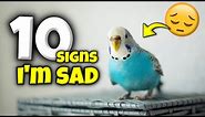 All 10 Signs Your Bird is Secretly Sad