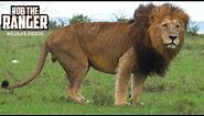 Majestic Lions With Manes Blowing In The Wind | Maasai Mara Safari | Zebra Plains