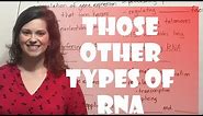 Regulatory RNA's: miRNA, siRNA, snRNA, lncRNA