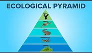 Ecological Pyramids in Ecosystem | Food Pyramids | Environmental Science | Letstute