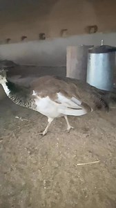 Aujourd’hui ☔️ pluie sur le Galopin. Ça fait un moment que je ne vous ai pas montré Hermione et les paons. Les paonneaux ont bien grandit (nés début juillet). #paon #paonne #elevage #animaux #animals #oiseaux | Élevage le Galopin