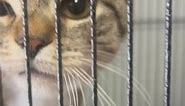 TGIF! Up for adoption... - Kind Keeper No-Kill Animal Rescue