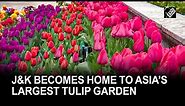 Tulips overtake Srinagar, becomes home to Asia’s largest Tulip garden