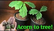 How to grow a White Oak tree from acorn/seed