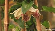 How to grow winter flowering clematis
