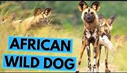 African Wild Dog - TOP 20 Interesting Facts