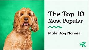 The Top 10 Male Dog Names - Common Boy Dog Names